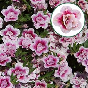 Afbeelding van Calibrachoa double P12 Pink Tastic